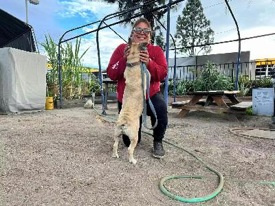 Deported Pomona Man Finally Able To Reunite With His Dog Deported Pomona Man Finally Able To Reunite With His Dog