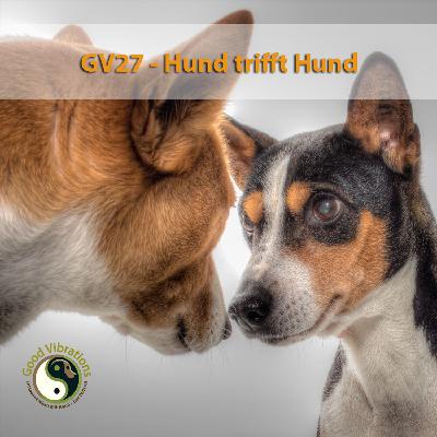 GV 27_Hund trifft Hund