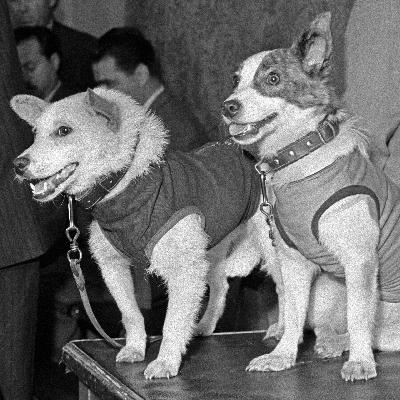 Belka, Strelka und Co. - Tragik und Triumph der Hunde im Weltall