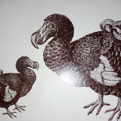 Bird Lovers, Bird Brain, Bye, Bye BIRDY