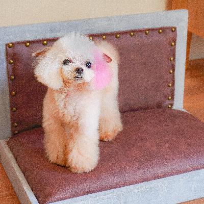 #13 犬の噛み癖対策法