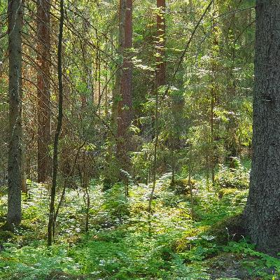 Old Spruce Forest