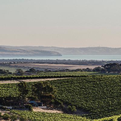 Sam Temme from Wirra Wirra talks focused Export Strategies