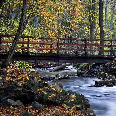 Gentle Stream Sounds | 1 Hour