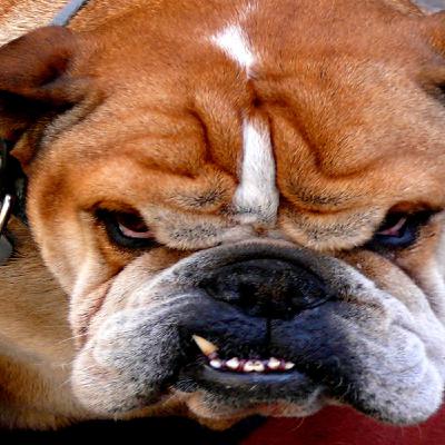 Conducta Agresiva en Perros Conducta Agresiva en Perros