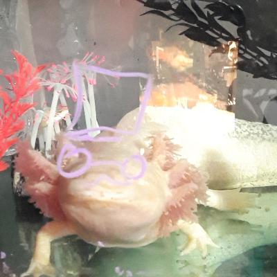Axolotl Basics