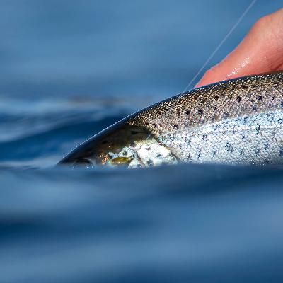 "Murphy took a day off" "Murphy took a day off"