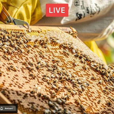 Gestire le api in primavera. Con Adelaide Valentini