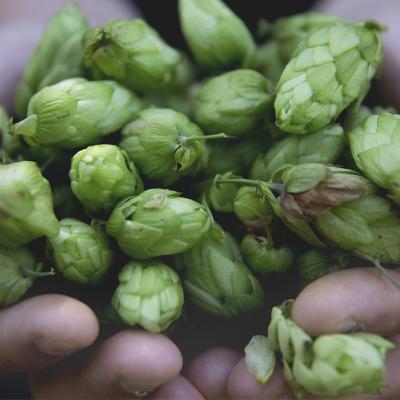 Lúpulo: Aporte de amargor, sabor y aroma en la cerveza
