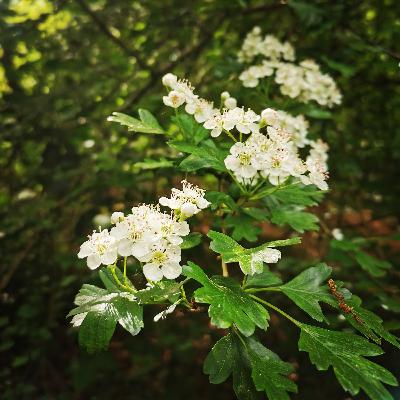 Summer woodland camping in the rain ☔