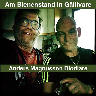 Bienen in Lappland: Imkern 100 Km über dem Polarkreis in Gällivare