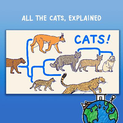 ALL THE CATS, EXPLAINED ALL THE CATS, EXPLAINED