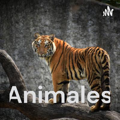 Animales