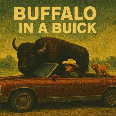 Buffalo in a Buick