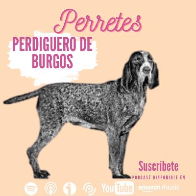 Ep80: Perdiguero de Burgos