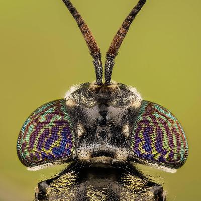 Fühlende Insekten - Made im Schmerz