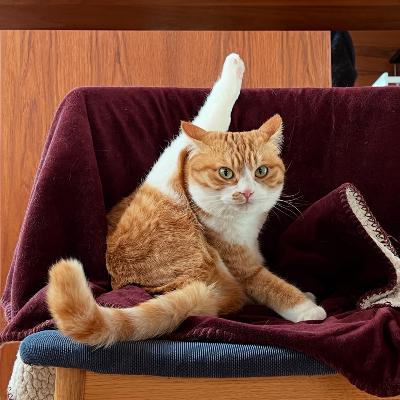 #1384 猫番組の取材でうまく答えられなかった件 from Radiotalk