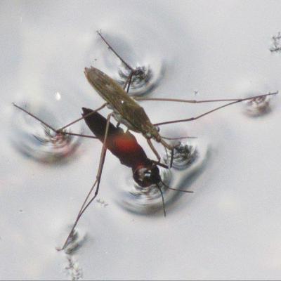 Winter Caddisflies