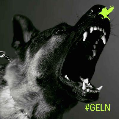 Historias paranormales de animales Historias paranormales de animales