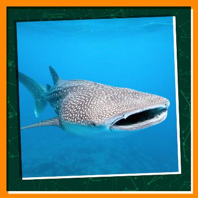 Replay: Sharks Need Our Help!