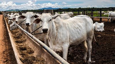 Cattle Group Supports Brazil Tarriff Increase