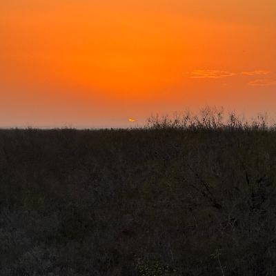 South Texas Freeze: Beauty and Benefits