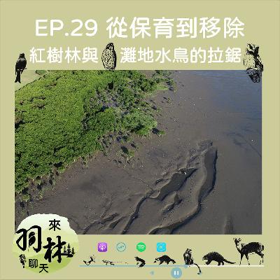 來羽林聊天 EP.29 從保育運動的濫觴到積極移除管理/紅樹林與泥灘地水鳥的拉鋸/老刀講古之關渡自然保留區的故事