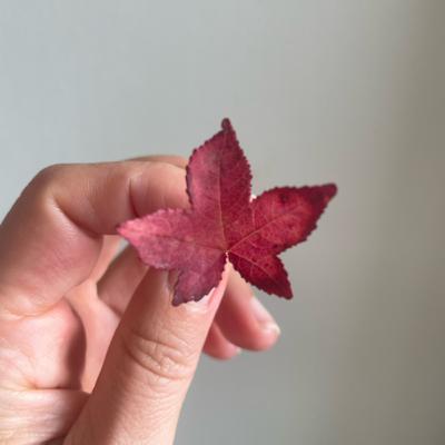 MICRO-DOSING MIRACLES