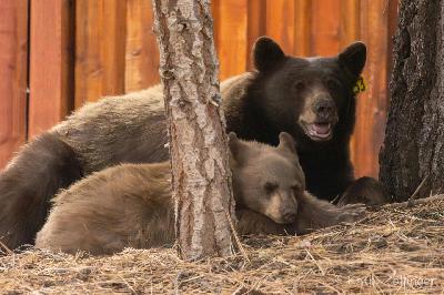 Advocates Fight To Save Mother Bear And Cub In Lake Tahoe Advocates Fight To Save Mother Bear And Cub In Lake Tahoe