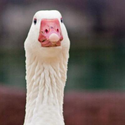 Goose on the Loose