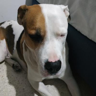 El perrito Juk (Trailer)
