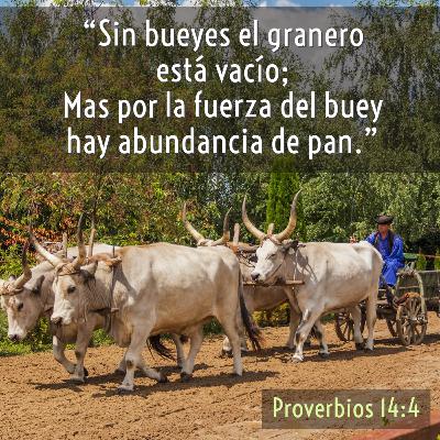43 - Joyas de Sabiduría - Solo el esfuerzo produce frutos [Proverbios 14:4]