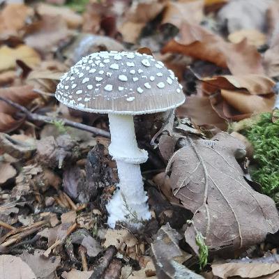 328. Hunting for mushrooms - and legendary animals - with Kevin Parr