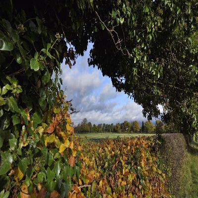 The Benefits of Hedgerow; Nature's Corridors