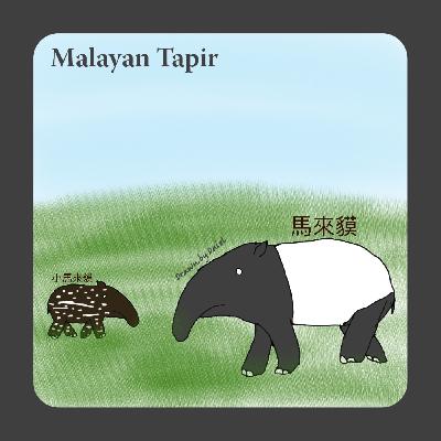 EP50 不用保護色的馬來貘