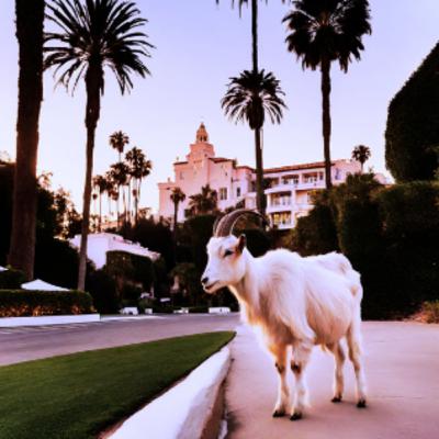Hotel California by Eagles