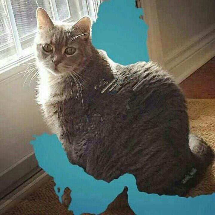 🍏 قلعه حیوانات/قسمت دهم ‌ུྃ