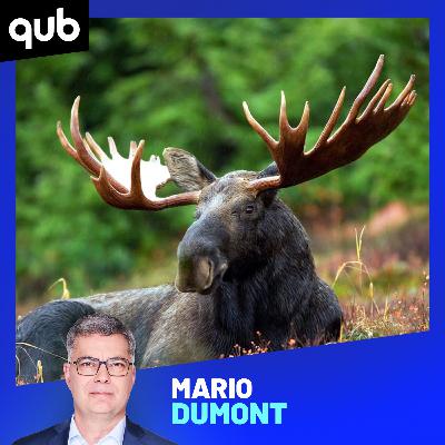 Un abattage d’orignal inhumain: des braconniers recherchés en Gaspésie