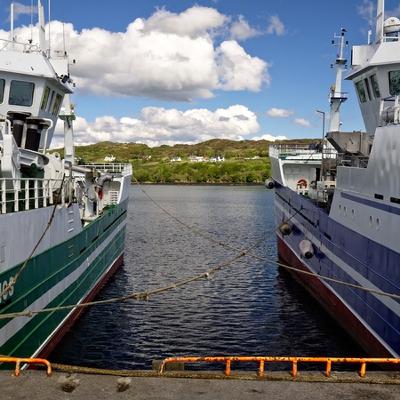 Concerns from industry that new EU regulation will increase cost of fish