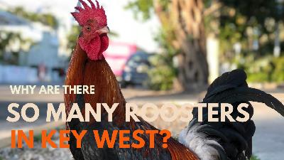 Why Are There So Many Roosters in Key West? The Wild, Historic Story Why Are There So Many Roosters in Key West? The Wild, Historic Story