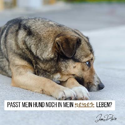 Passt mein Hund noch in mein neues Leben?
