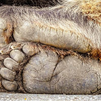 443 - Fußpflege - keine Ausreden – cremen