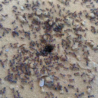 Fourmis légionnaires et Olivier Pagan