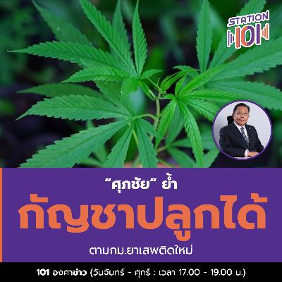 “ศุภชัย” ย้ำ กัญชาปลูกได้ ตามกม.ยาเสพติดใหม่