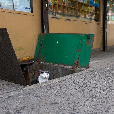 Everybody wants to help a cat