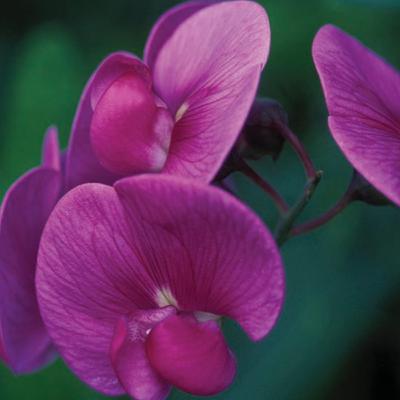 An intro to Molecular and Functional Properties of gene and it's history (CMB part 1) An intro to Molecular and Functional Properties of gene and it's history (CMB part 1)