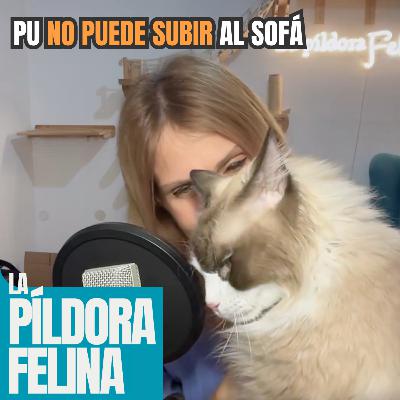 520. Pu NO PUEDE SUBIR al sofá