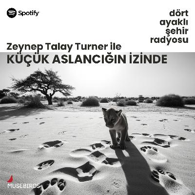 Küçük Aslancığın İzinde - Zeynep Talay Turner | Miyazaki’nin Prenses Mononoke’si Küçük Aslancığın İzinde - Zeynep Talay Turner | Miyazaki’nin Prenses Mononoke’si