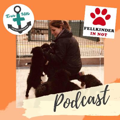 Fellkinder in Not mit Julia Teil 3 🐺💝😽 Fellkinder in Not mit Julia Teil 3 🐺💝😽