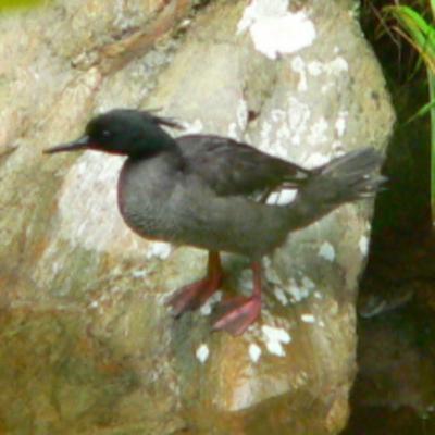 191 Serra da Canasta NP - Search for Brazilian Merganser 191 Serra da Canasta NP - Search for Brazilian Merganser